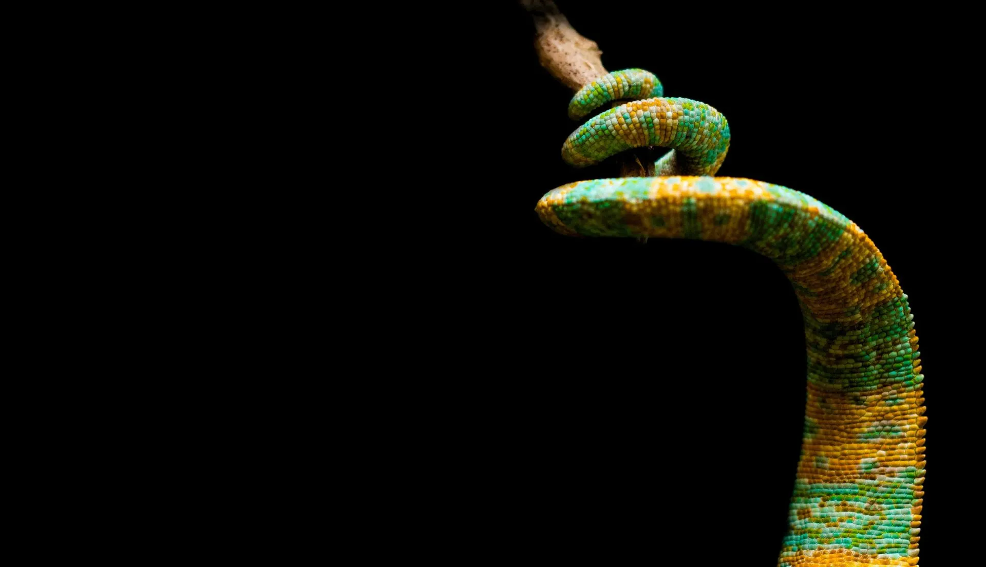 Long Tail Keywords ▷ Bessere Rankings & Traffic
